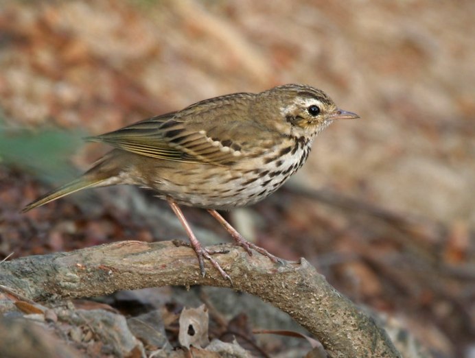 Птица Yellow Rumped Warbler