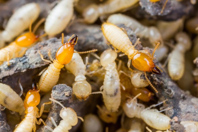 Isoptera термиты