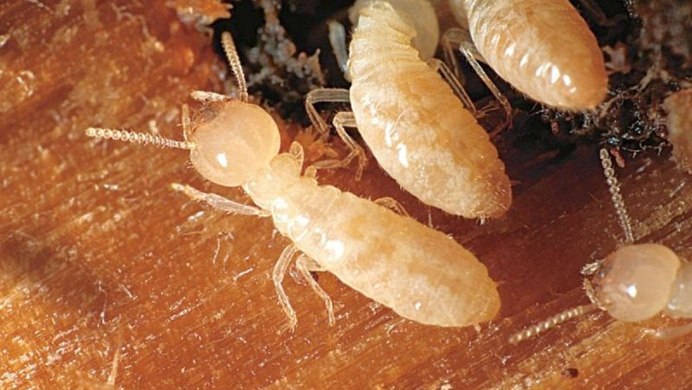 Isoptera термиты
