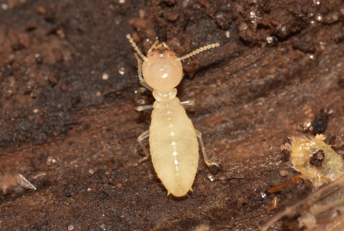 Isoptera термиты