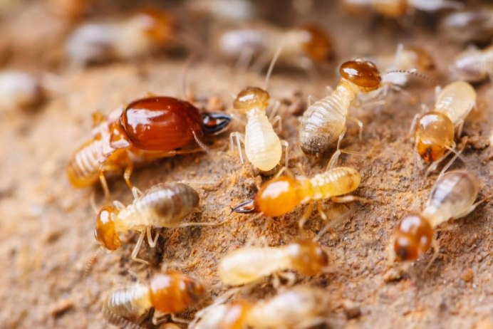 Isoptera термиты
