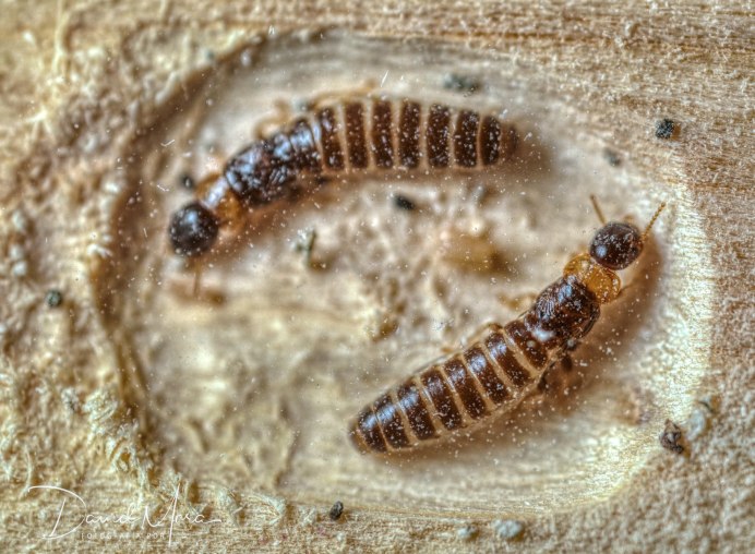 Отряд термиты — Isoptera