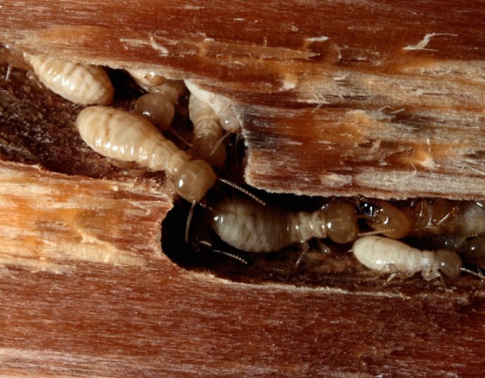 Carpenter Ants crema