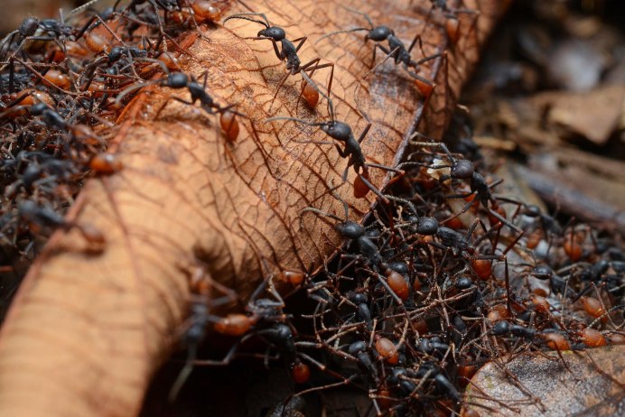 Термиты "Subterranean Termite"