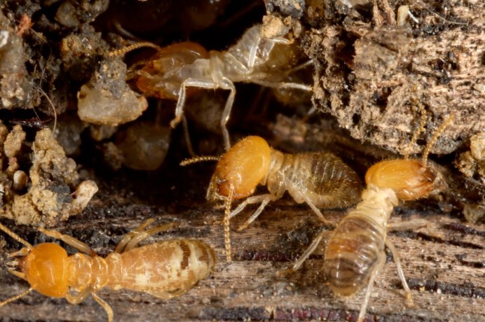Отряд термиты — Isoptera