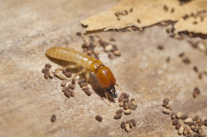 Isoptera термиты