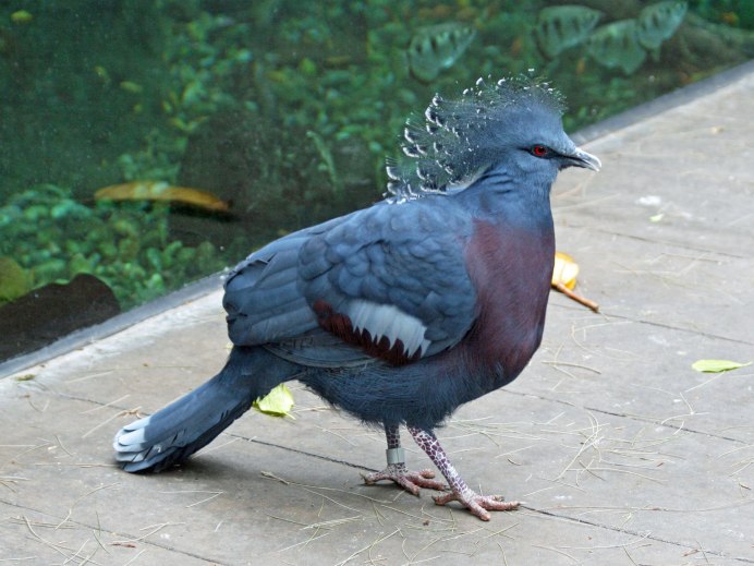 Тетерев шалфейный (Centrocercus urophasianus)