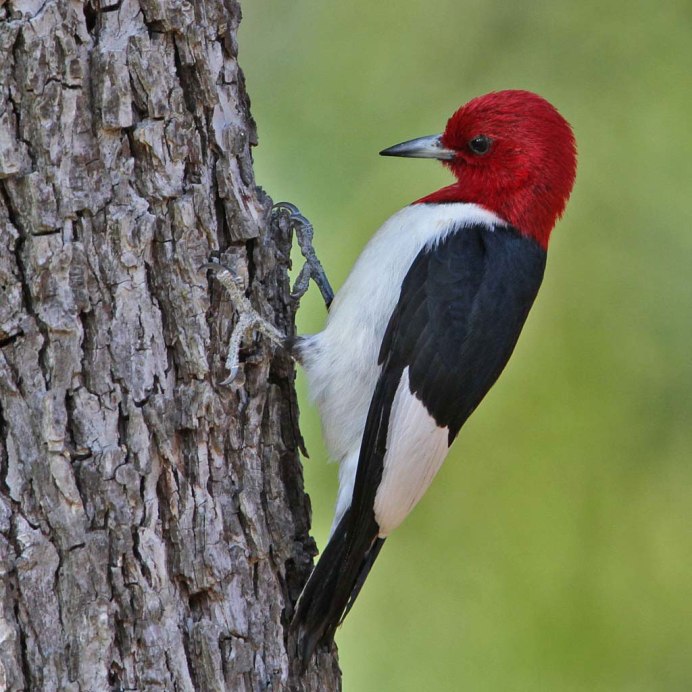 Melanerpes erythrocephalus