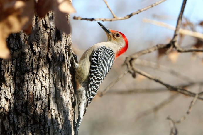 Red-bellied Woodpecker