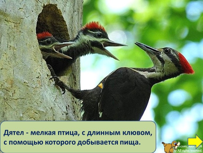 Клювы птиц дятел