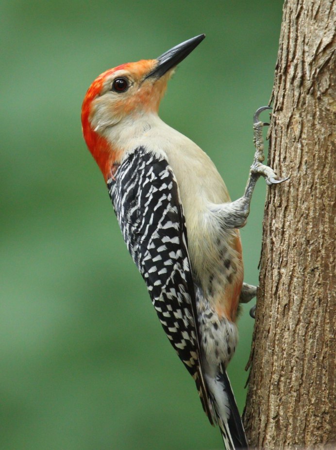 W Woodpecker