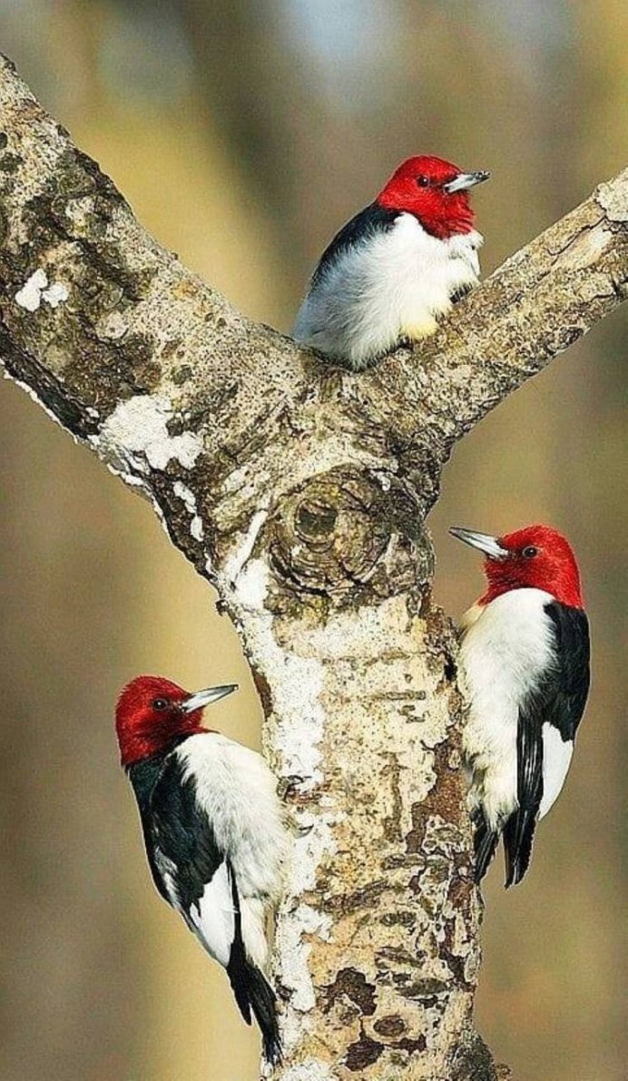 Woodpecker c-7ca52