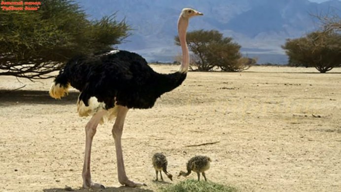 Африканский страус в пустыне