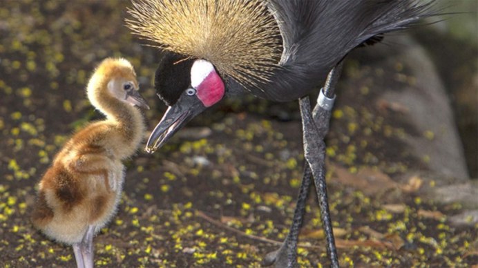 Отряд Страусообразные африканские Страусы