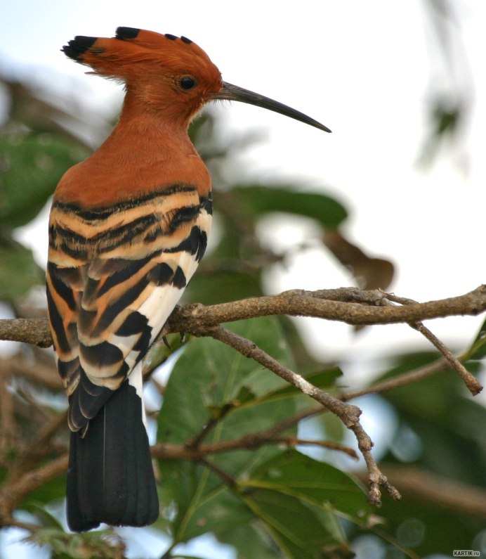 Африканский венценосный журавль