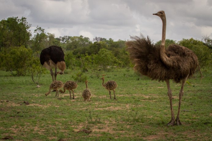 Африканские дети сироты