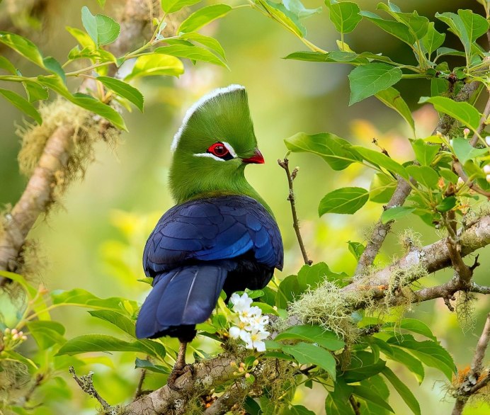 Сулавесский калао