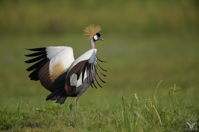 Черный Африканский страус