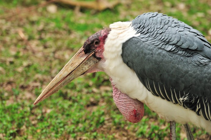 Африканские детишки