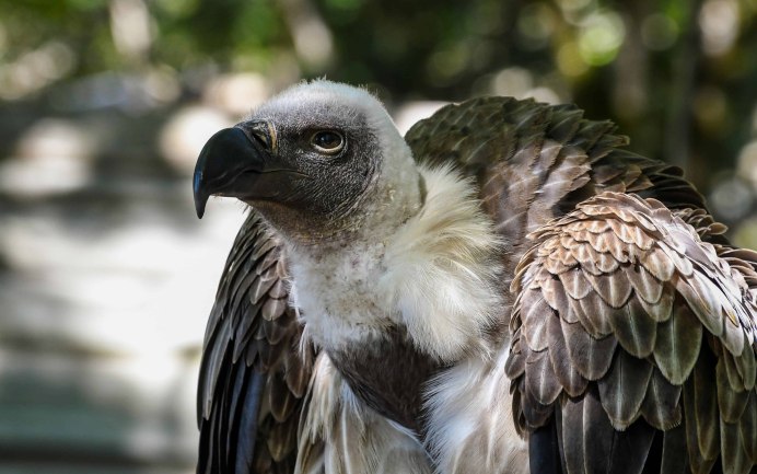 Африканские танцы для детей