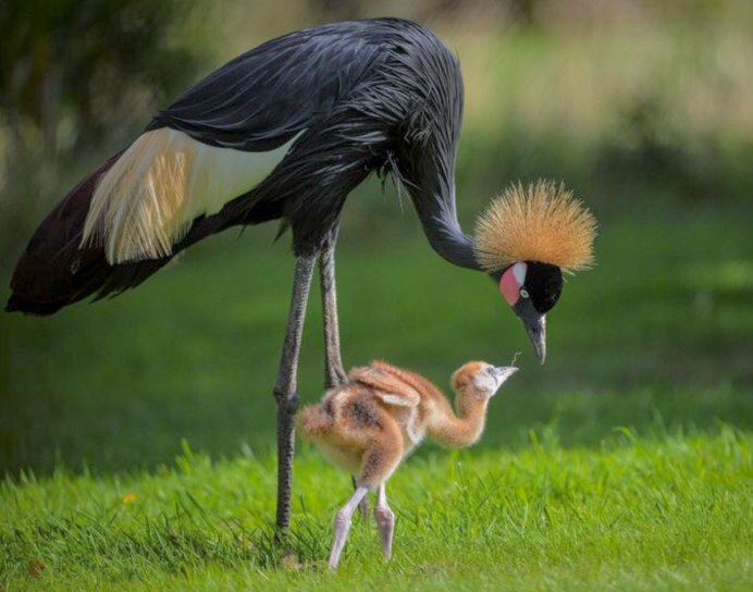 Птицы обитающие в Африке