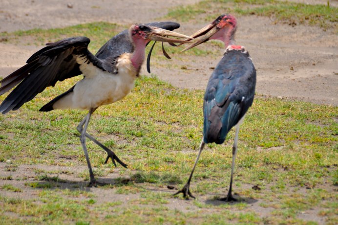 Масайский страус