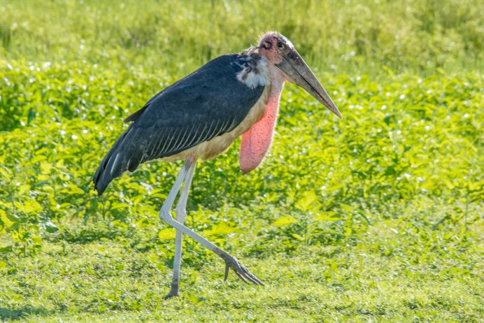 Птица венценосный журавль
