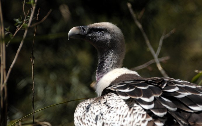 Серощёкий калао