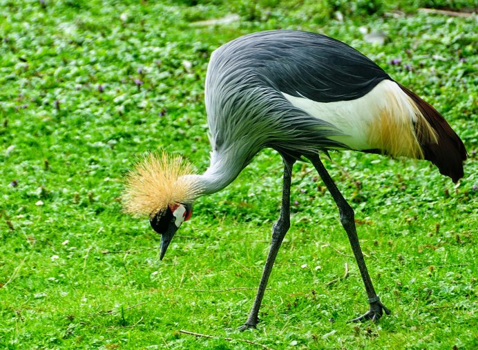 Медоуказчики птицы