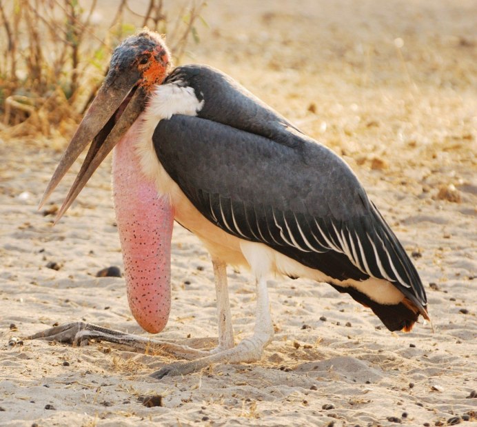 Андский Кондор самка