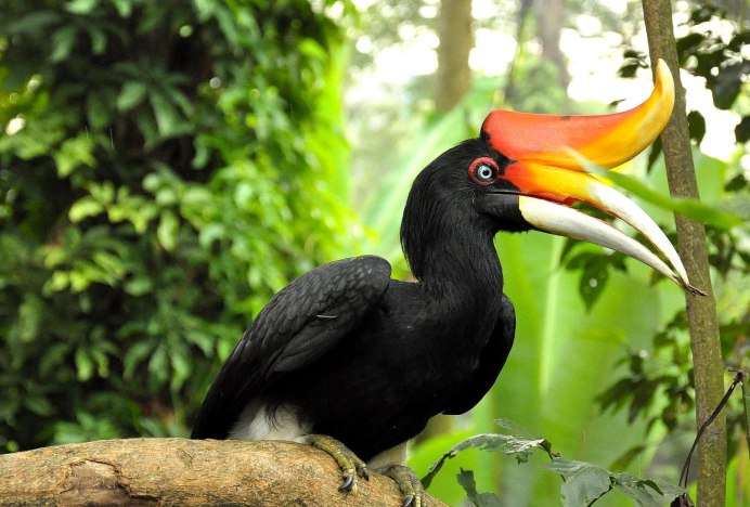 Медоуказчик птица