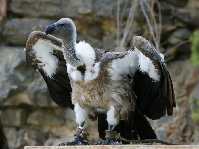 Африканские птицы