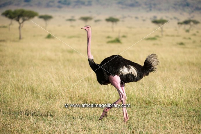 Struthio Camelus самец