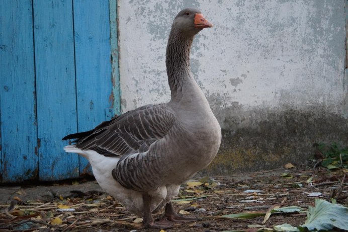 Гусь крупный серый фото