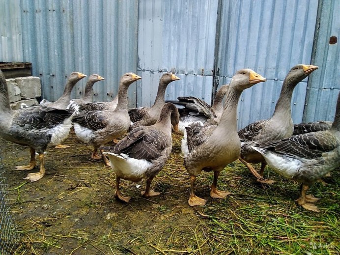 Гуси серые крупные