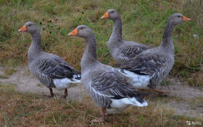 Гуси ландские хохлатые
