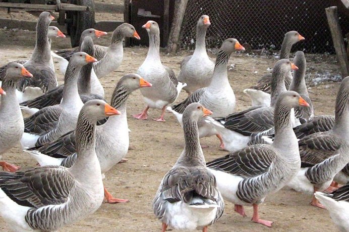 Роменская порода гусей