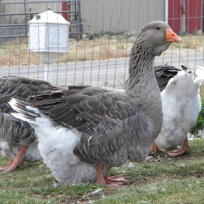 Виштинес порода гусей