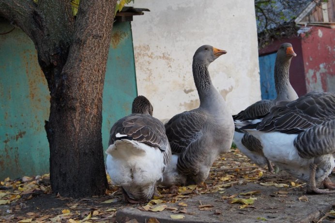 Серые гуси порода