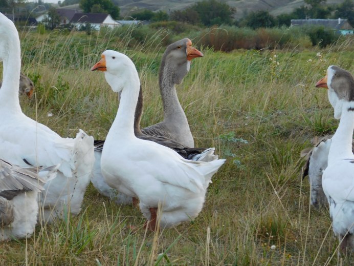 Эмденские гуси