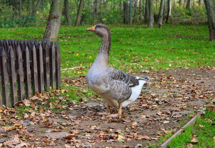 Шадринская (Уральская) порода гусей