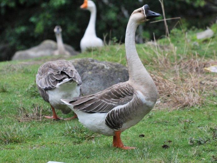 Гусь гуменник и белолобый