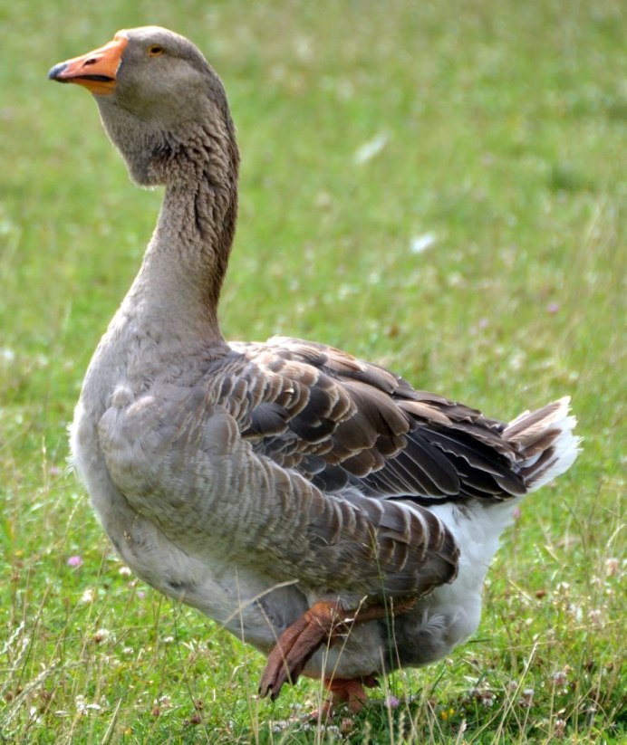 Гусь Шадринский серый