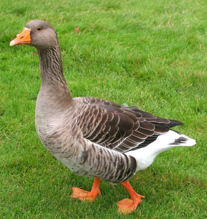 Тамбовские гуси