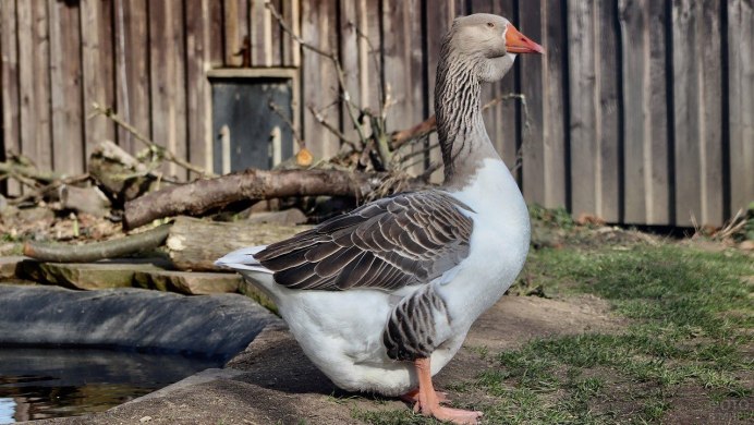 Крупная серая порода гусей