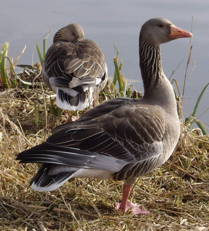 Серый Гусь Гусак