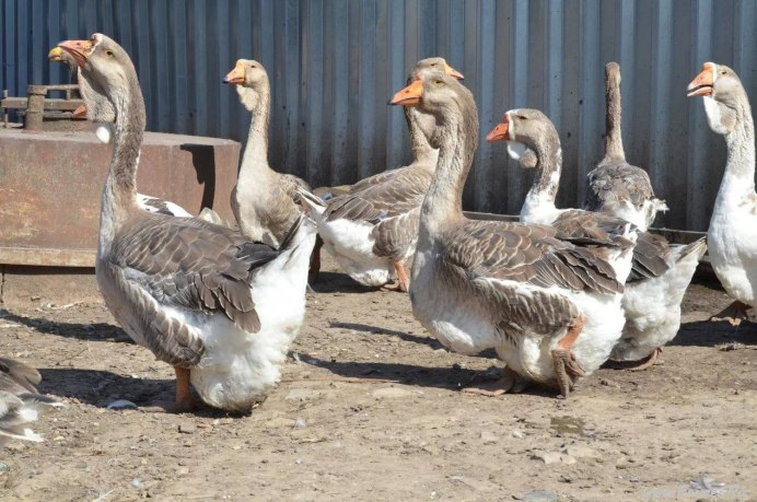 Гуси тамбовские крупные серые