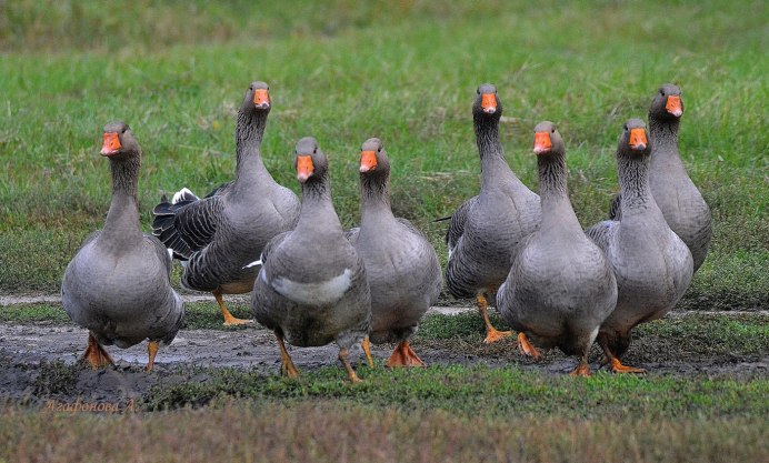 Бройлерные гуси породы