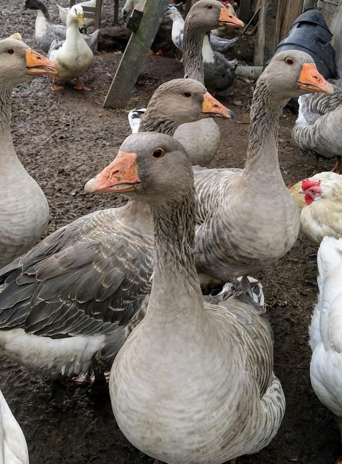 Тулузские гуси