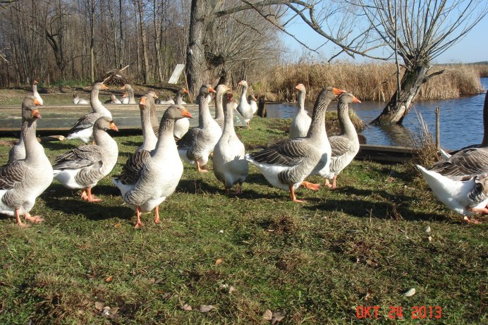 Серые гусята порода